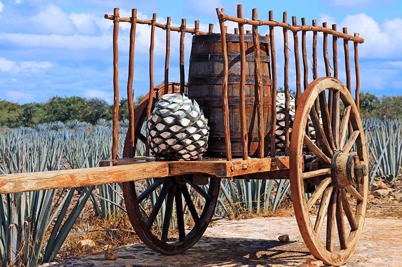 Agave Farm Jimadore's Cart
