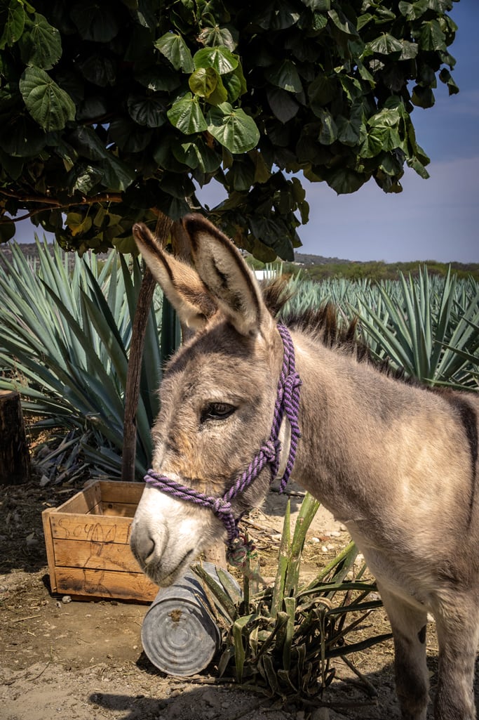 Agave Farm Burro - Pepe